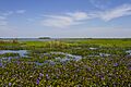 Parque Nacional Iberá (30881155055)