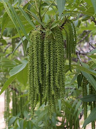 Pecan-flowers.jpg