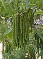 Pecan-flowers