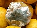 Penicillium на мандарине