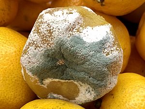 Archivo:Penicillium на мандарине