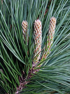 Archivo:Pinus Radiata detail