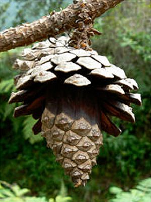 Archivo:Pinus oocarpa cone
