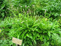 Polygonum bistorta - Berlin Botanical Garden - IMG 8490.JPG