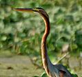 Purple Heron (Ardea purpurea) in Kolleru, AP W3 IMG 4052