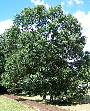 Archivo:Quercus bicolor morton acc 71-69-2