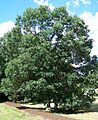Quercus bicolor morton acc 71-69-2
