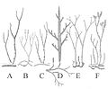 Rhynie Chert flora