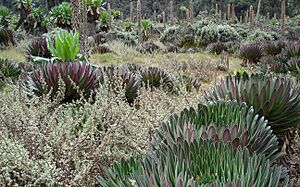 Archivo:Ruwenzori Vegetation 6