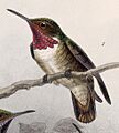 Selasphorus ardens 1902