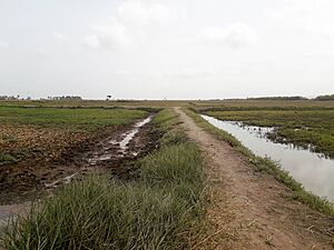 Archivo:Sentier pour la plage de Tayaki 1