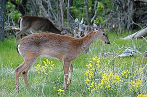 Archivo:Shenandoah deer 20050521 191017 1.3008x2000