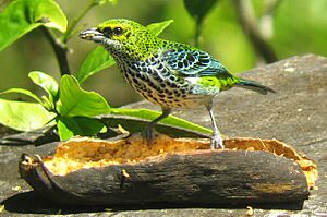 Archivo:Speckled Tanager