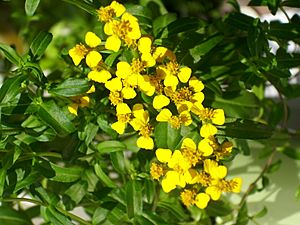 Archivo:Tagetes lucida in a plant pot flowers