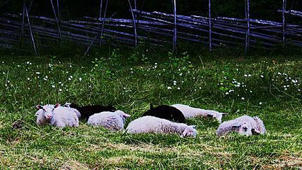 Telkkämäen lampaita