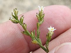 Thurovia triflora Rose.jpg