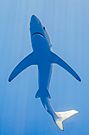 Tiburón azul (Prionace glauca), canal Fayal-Pico, islas Azores, Portugal, 2020-07-27, DD 21