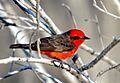 Vermilion Flycatcher