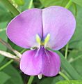 Wild Vigna unguiculata (6930710935)