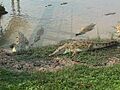 Zoocriadero Caiman