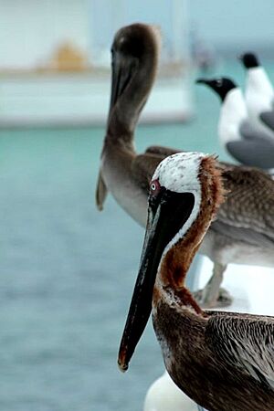 Archivo:Alcatraz (Pelecanus occidentalis) de los Roques Venezuela 000
