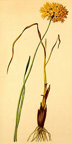 Archivo:Allium ericetorum Atlas Alpenflora