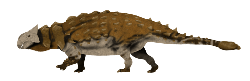 Ankylosaurus magniventris by sphenaphinae