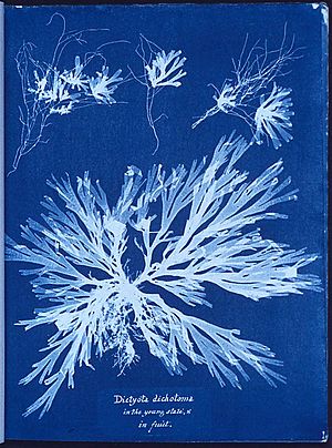 Archivo:Anna Atkins algae cyanotype