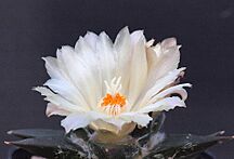 Archivo:Ariocarpus trigonus (6152130973)