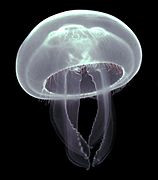 Aurelia aurita (Cnidaria) Luc Viatour (cropped)