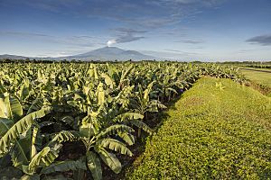 Archivo:Banana plantain in Costa Rica