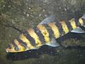 Banded Lepornus