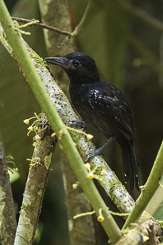 Black-hooded Antshrike - Rio Tigre - Costa Rica MG 8351 (26630318011).jpg