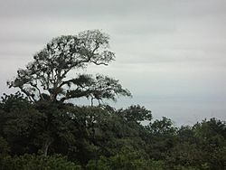 Bosque de Pacoche, Manta.jpg