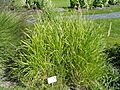 Bouteloua curtipendula - Botanical Garden in Kaisaniemi, Helsinki - DSC03559