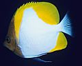 Butterfly Fish off Rabaul, PNG