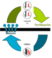 Círculo sexual