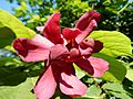 Calycanthus raulstonii 'Hartlage Wine', Morris Arboretum 01