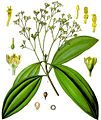 Cinnamomum aromaticum - Köhler–s Medizinal-Pflanzen-039 cropped