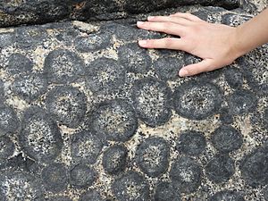 Archivo:Close-up on orbicular granite, Caldera, Chile