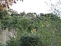 Conca de Dalt. Hortoneda de la Conca. Herba-savina 1