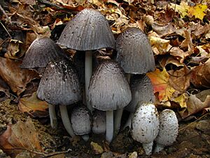 Archivo:Coprinopsis atramentaria 114645