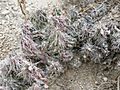 Corynopuntia bulbispina (5676893784)