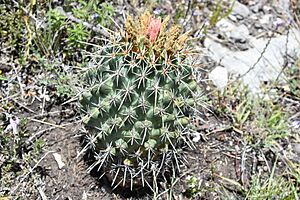 Archivo:Coryphantha georgii 3