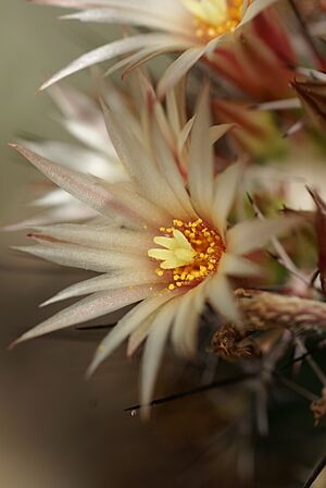 Archivo:Coryphantha potosiana 03