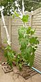 Cucurbita pepo "zapallo de Angola" semillería La Paulita - Desarrollo 7 colgando las guías