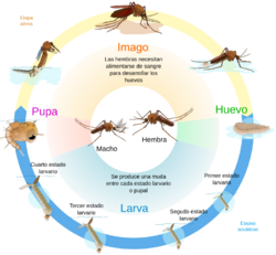 Archivo:Culex mosquito life cycle es