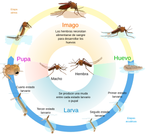 Archivo:Culex mosquito life cycle es