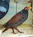 Didunculus strigirostris Museum de Genève