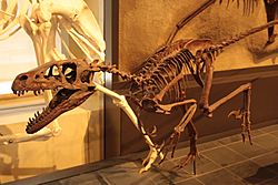 Archivo:Dromaeosaurus in Canadian Museum of Nature
